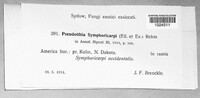 Dothidotthia symphoricarpi image